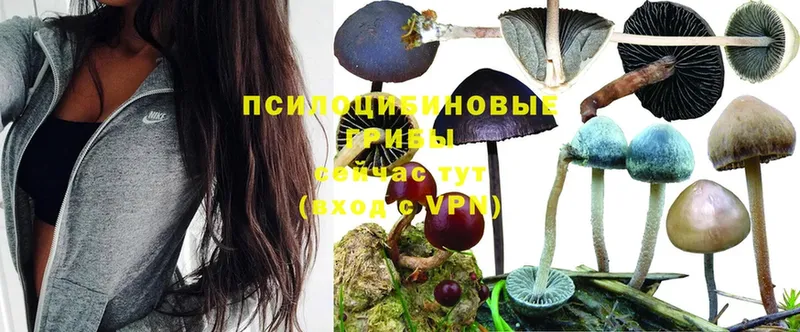 Галлюциногенные грибы Magic Shrooms Бирск